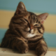 ������ ������������ SemmiFatCat