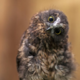 ������ ������������ Owlright