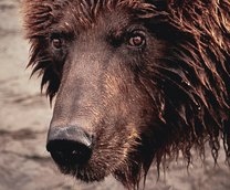 ����� �������. ������ ��������.