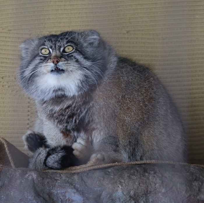 В смысле такая маленькая порцайка?