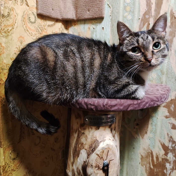 Чеширская крокота