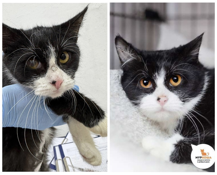  <a href="https://pikabu.ru/story/rubrika_doposle_preobrazheniya_kotikov_v_priyute_12481755?u=https%3A%2F%2Fmurkosha.ru%2Fkotyata%2Fyunga&t=%D0%AE%D0%BD%D0%B3%D0%B0&h=e7ff544414b55ac89234204d9d985a5b36320b07" title="https://murkosha.ru/kotyata/yunga" target="_blank" rel="nofollow noopener"></a>