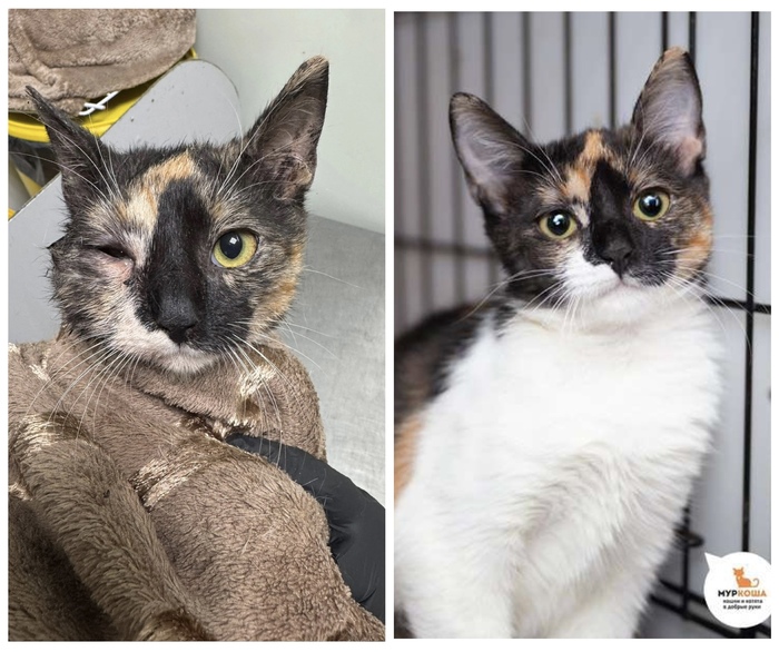  <a href="https://pikabu.ru/story/rubrika_doposle_preobrazheniya_kotikov_v_priyute_12481755?u=https%3A%2F%2Fmurkosha.ru%2Flaskovie-koshki-i-kotyata%2Fshanti&t=%D0%A8%D0%B0%D0%BD%D1%82%D0%B8&h=fee0c7c57c57fa350601179e3a532c80dee4bb6d" title="https://murkosha.ru/laskovie-koshki-i-kotyata/shanti" target="_blank" rel="nofollow noopener"></a>