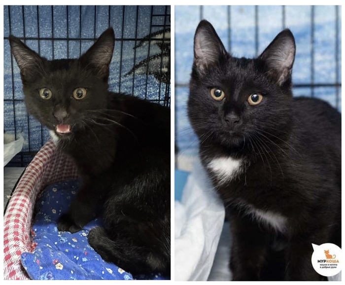  <a href="https://pikabu.ru/story/rubrika_doposle_preobrazheniya_kotikov_v_priyute_12481755?u=https%3A%2F%2Fmurkosha.ru%2Fkotyata%2Fyosef&t=%D0%99%D0%BE%D1%81%D0%B5%D1%84&h=81ca49de7c5e4cf965897be2778f13f46b435728" title="https://murkosha.ru/kotyata/yosef" target="_blank" rel="nofollow noopener"></a>