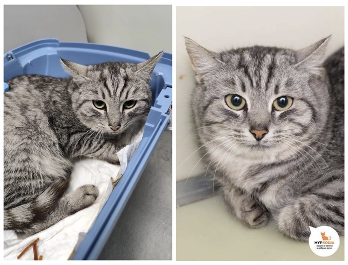  <a href="https://pikabu.ru/story/rubrika_doposle_preobrazheniya_kotikov_v_priyute_12481755?u=https%3A%2F%2Fmurkosha.ru%2Flaskovie-koshki-i-kotyata%2Farzhenta&t=%D0%90%D1%80%D0%B6%D0%B5%D0%BD%D1%82%D0%B0&h=da8860fcbc87eed2c568e6687cbf49bd3e5fdebc" title="https://murkosha.ru/laskovie-koshki-i-kotyata/arzhenta" target="_blank" rel="nofollow noopener"></a>