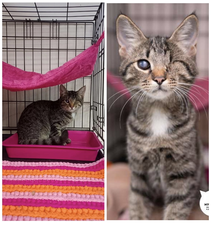  <a href="https://pikabu.ru/story/rubrika_doposle_preobrazheniya_kotikov_v_priyute_12481755?u=https%3A%2F%2Fmurkosha.ru%2Fkotyata%2Fzayana&t=%D0%97%D0%B0%D1%8F%D0%BD%D0%B0&h=74fe4bf8dfd5426dd77116ea27fe221a559898d6" title="https://murkosha.ru/kotyata/zayana" target="_blank" rel="nofollow noopener"></a>