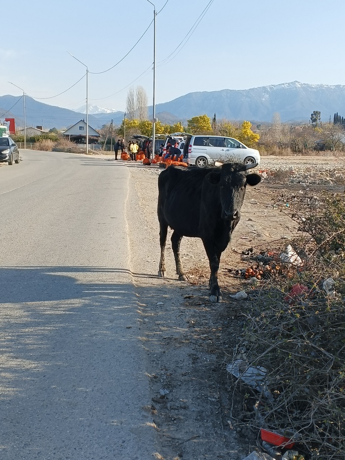 Абхазкая корова похоже что то подозревает...