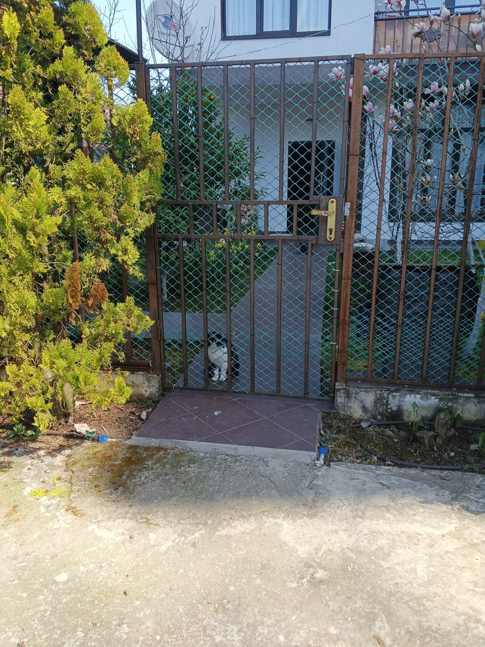 Мурка нас встречает у ворот.