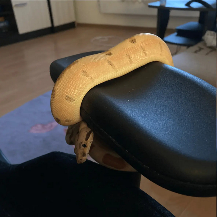 До сих пор он любит сидеть вот так вот на подлокотнике стула, пока я работаю или играю. Правда, размером стал раза в 3 больше)