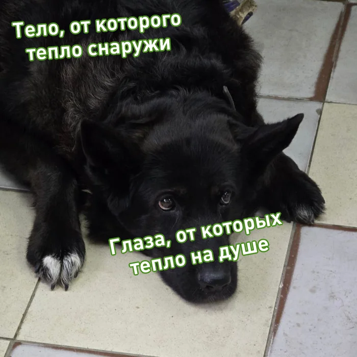The Order of Retired Rescue Dogs is back in action - My, Kindness, The rescue, Good news, Picture with text, Telegram (link)