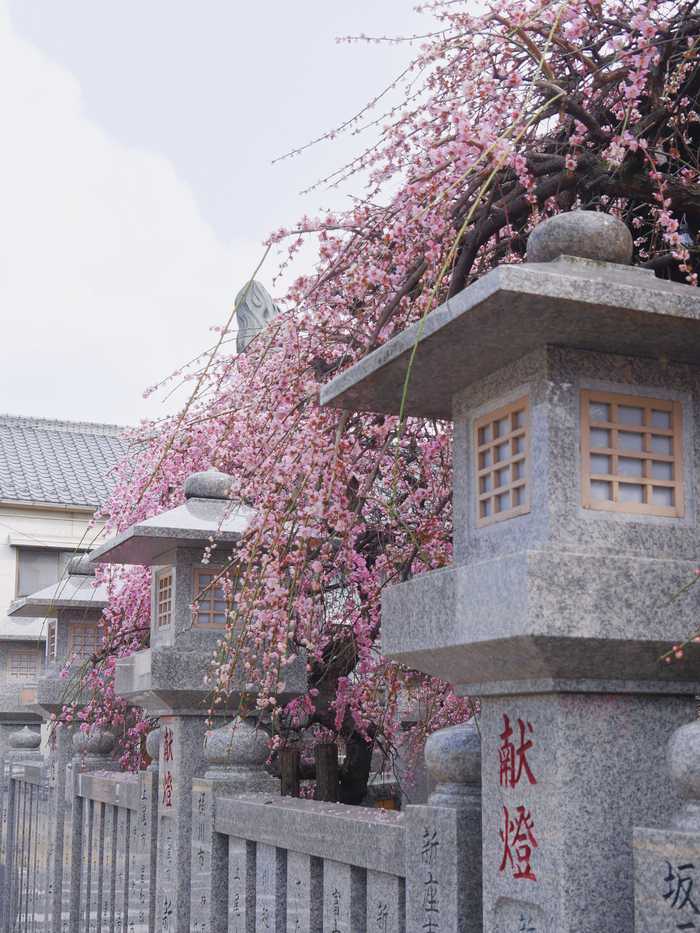 Слива цветет, ждём сакуру!