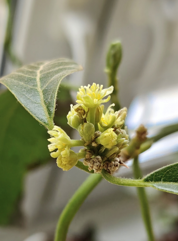 Цветение авокадо!