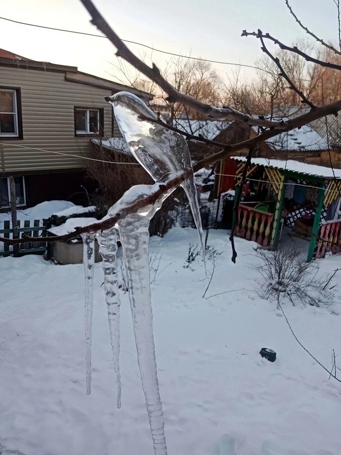 Ледяная синица