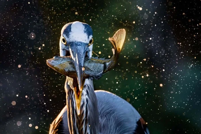 Опубликованы лучшие снимки дикой природы, получившие награду Sony World Photography Awards 2025! - Моё, Новости, Природа, Sony World Photography Awards