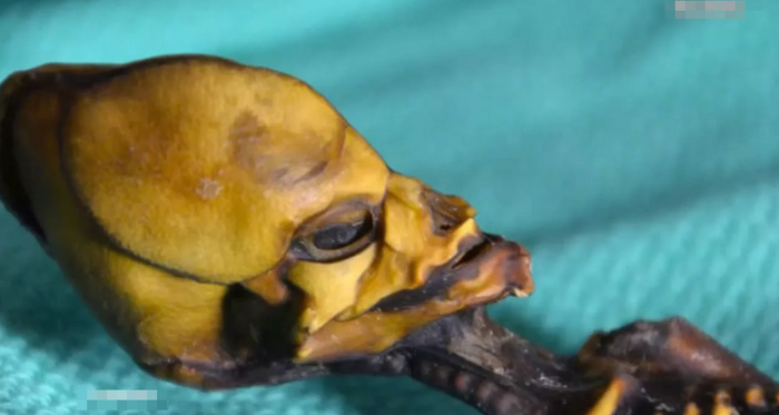 Ещё одна тайна пришельца разгадана! Алёша был не единственный Наука, Научпоп, НЛО, Пришельцы, Ученые, Длиннопост