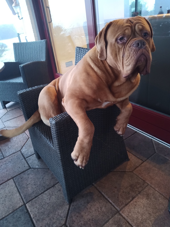 Мой пёс, Буди