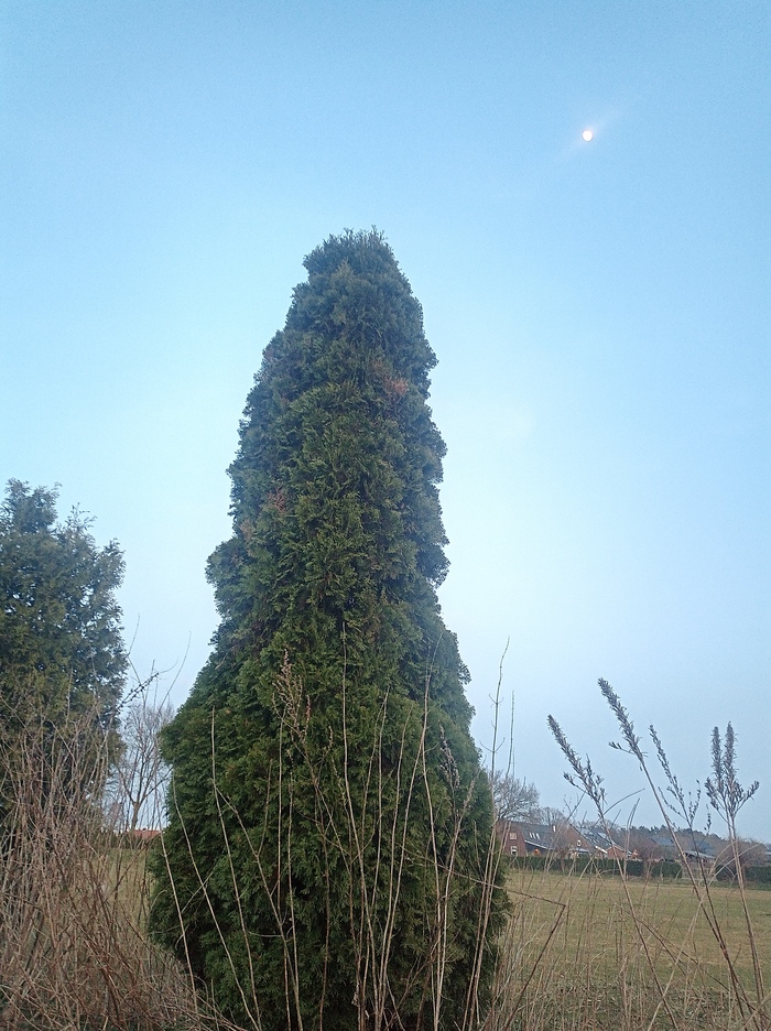 Это дерево, а не то что вы подумали.