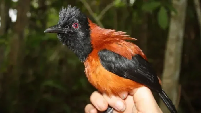 Poisonous Birds: Don't Eat, Don't Touch, Don't Look - Land, Planet Earth, Longpost