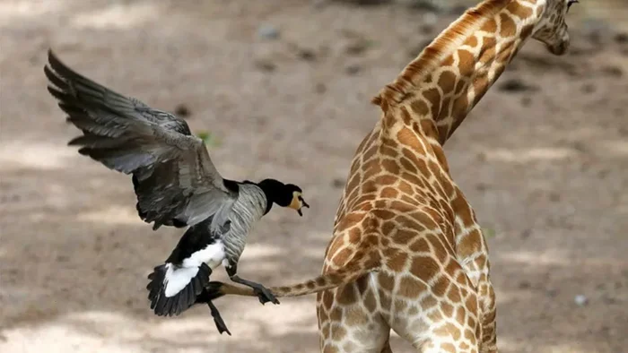 Poisonous Birds: Don't Eat, Don't Touch, Don't Look - Land, Planet Earth, Longpost