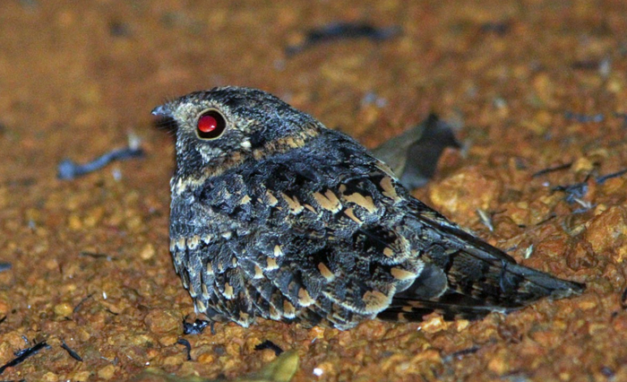 Режим ночного пожирателя активирован!