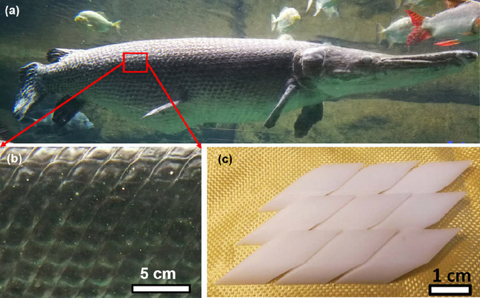 Наглядная структура чешуи панцирника.