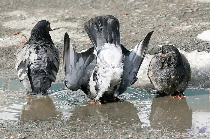 Решили охладить свой пыл.