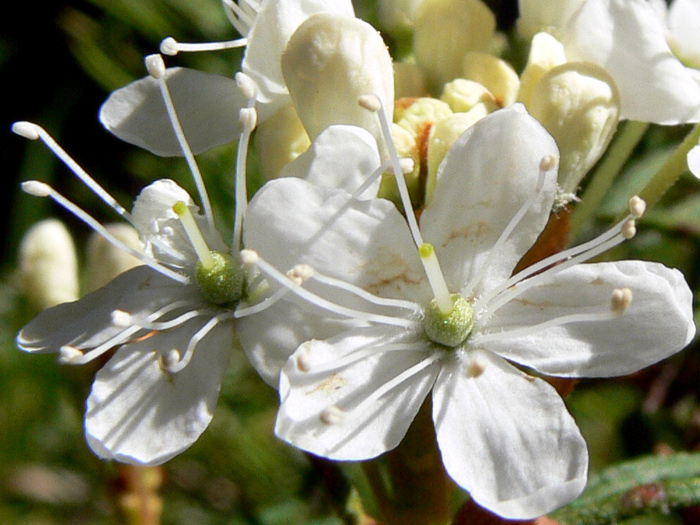   .  .    <!--noindex--><a href="https://pikabu.ru/story/rododendron_voylochnyiy_12504991?u=http%3A%2F%2Fplantarium.ru&t=plantarium.ru&h=a99e55320aea562513d8f75971d3e7338d0dbe18" title="http://plantarium.ru" target="_blank" rel="nofollow noopener">plantarium.ru</a><!--/noindex-->.