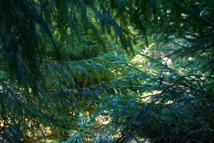 nikon d5300 + nikkor 50mm 1.4