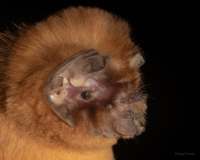 Если вы до этого не видели глаз подбородколистов — всё так и задумывалось. Потому что их глаза переехали на уши!