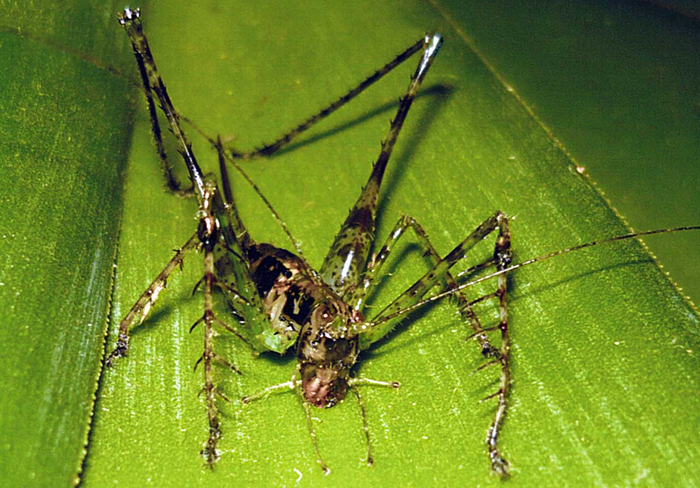 У этого парня сезон шашлыка всегда открыт!