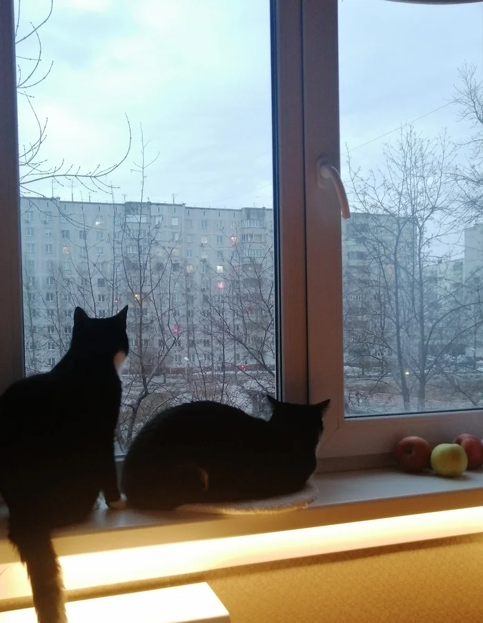 С хмурым утром - Моё, Кот, За окном