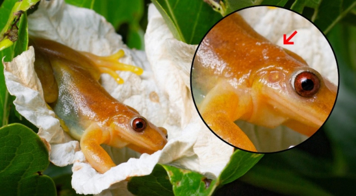 Ромбоглазая квакша из бразильских тропических лесов с удовольствием опылит ваши цветочки!