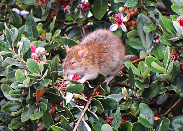 В 2022 году учёные выяснили, что обыкновенные серые крысы активно участвуют в опылении фейхоа. Причём грызуны справляются даже лучше насекомых и птиц!