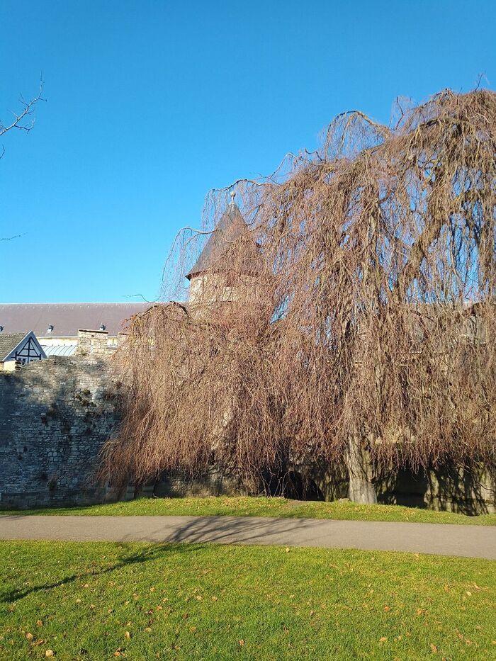 Природа и дома так гармонично дополняют друг друга, что ни у кого нет желания что то вырубить.