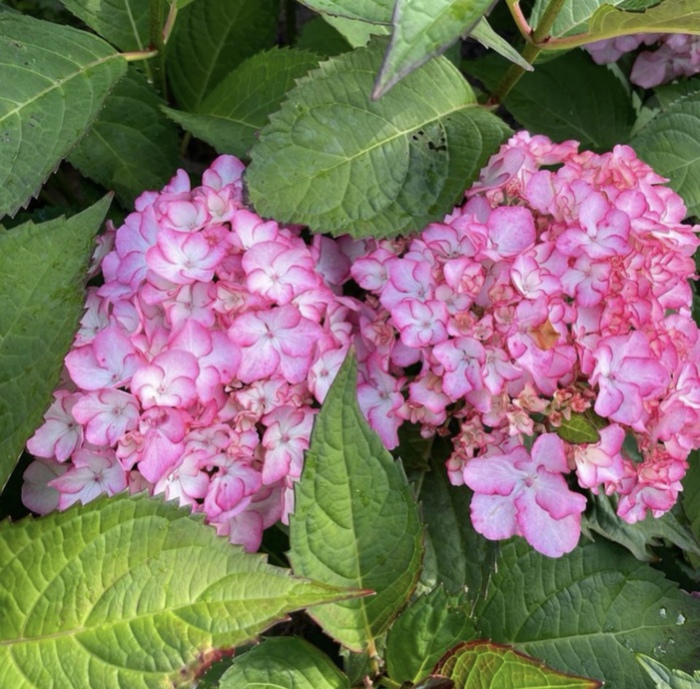 Уход и выращивание Гортензий