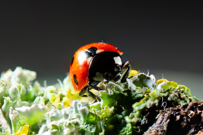 Nikon D7000, Nikkor 105mm (f/10, 1/250s, ISO 100).  11.