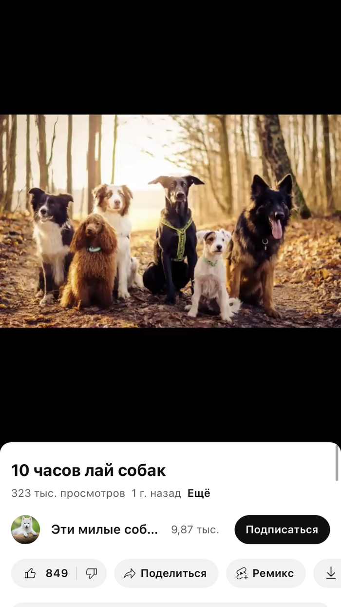 Собачий лай