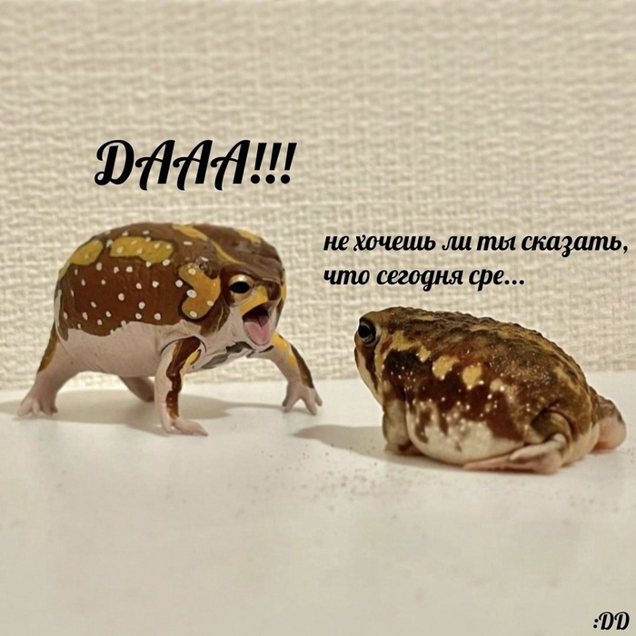 ,  ! , It Is Wednesday My Dudes, , , ,   
