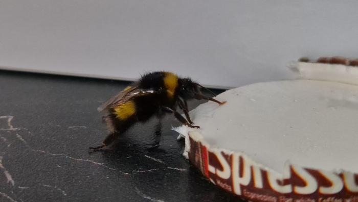 Мохнатый шмель