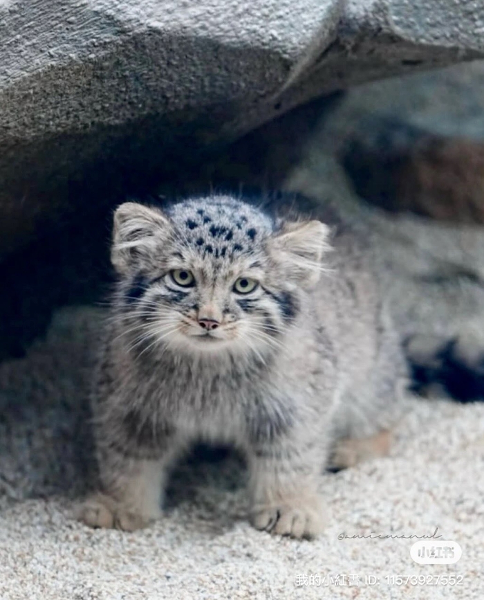 Маленький, да серьёзненький