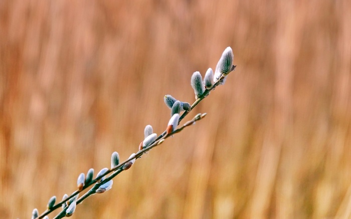 В Голландии в этом году все происходит с ускорением на две-три недели. Зимы практически не было, снега не видели (он тут вообще редко бывает последние годы), подснежники давно отцвели, вот верба уже...