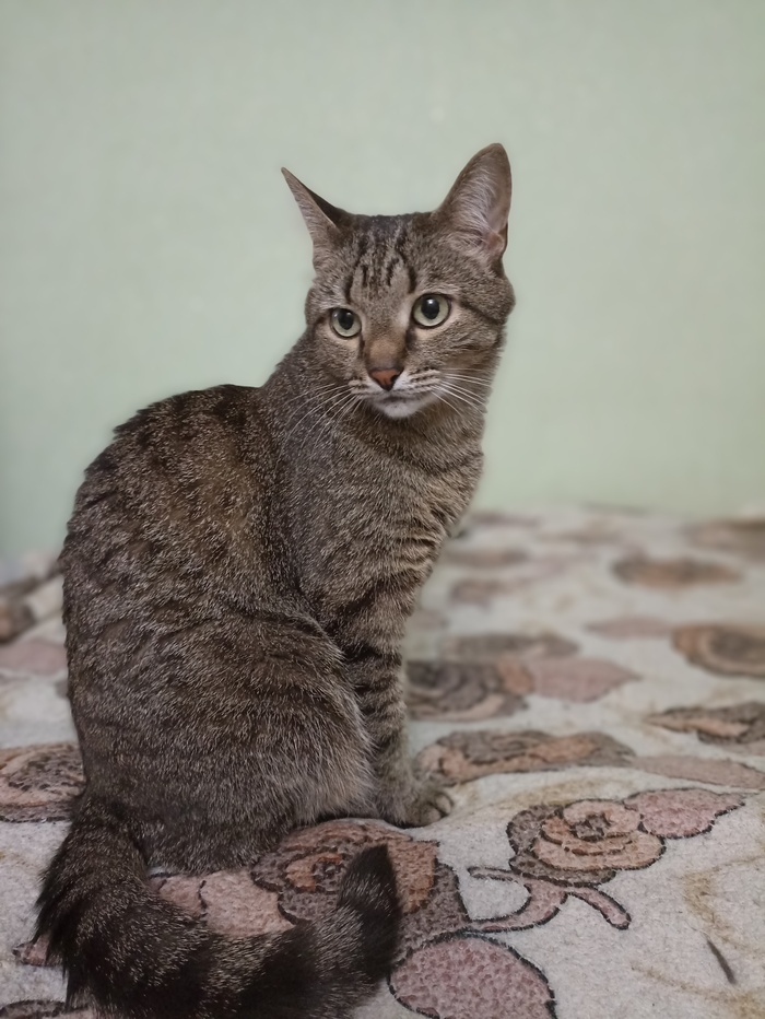 ��������� ���