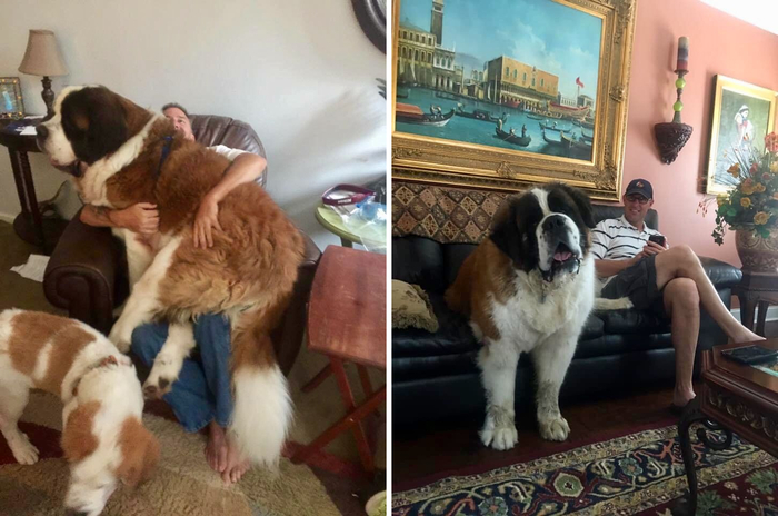 Пёс вырос, но любовь сидеть у хозяина на ручках никуда не делась!