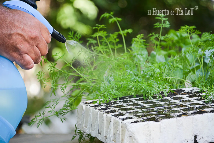 ТОП ошибок при выращивании рассады Садоводство, Растения, Растениеводство, Рассада, Длиннопост
