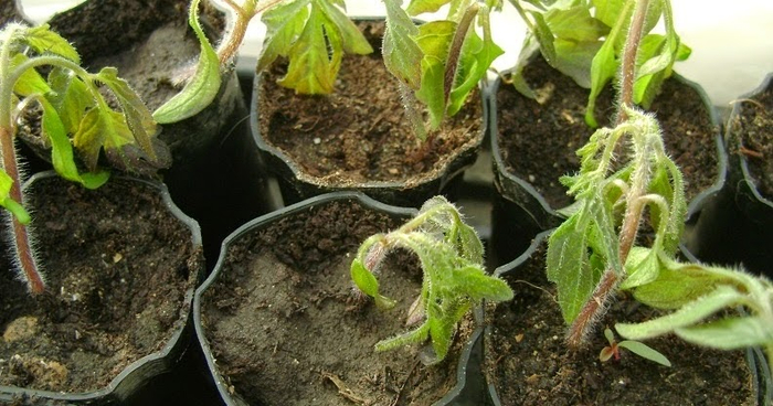 ТОП ошибок при выращивании рассады Садоводство, Растения, Растениеводство, Рассада, Длиннопост