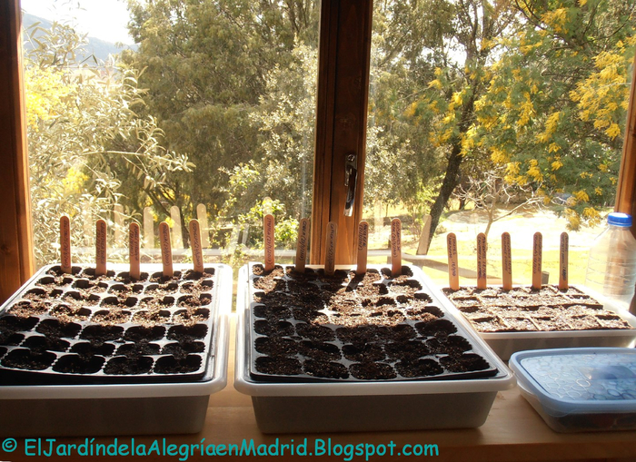 ТОП ошибок при выращивании рассады Садоводство, Растения, Растениеводство, Рассада, Длиннопост