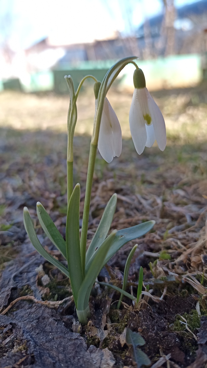 Весна, распускаются подснежники