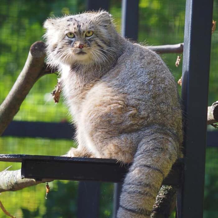 Автор фото <a href="https://pikabu.ru/story/pozdravlyaem_12522874?u=https%3A%2F%2Fwww.instagram.com%2Fp%2FDHEX6KcJ91a%2F%3Figsh%3DMXM1OGlva2R2NWR1OA%3D%3D&t=zoogdansk%20inst&h=1da62f40a8684be8b371f0ba91edc0f80511ef9c" title="https://www.instagram.com/p/DHEX6KcJ91a/?igsh=MXM1OGlva2R2NWR1OA==" target="_blank" rel="nofollow noopener">zoogdansk inst</a>