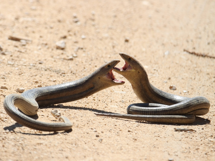 Изредка фотографам удается запечатлеть борьбу желтопузиков за самку. Выглядят эти схватки одновременно забавно и эпично.
