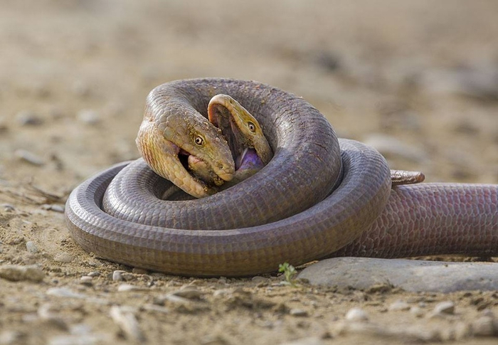 Типичная борьба за одеяло у любой пары.